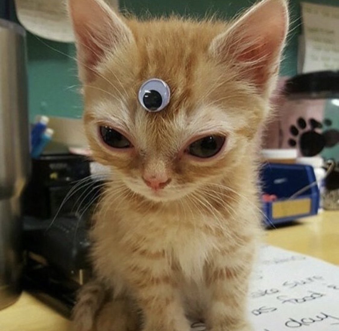 poorlycatdraw's tweet photo. 👽 https://t.co/HjaUCBh2yq