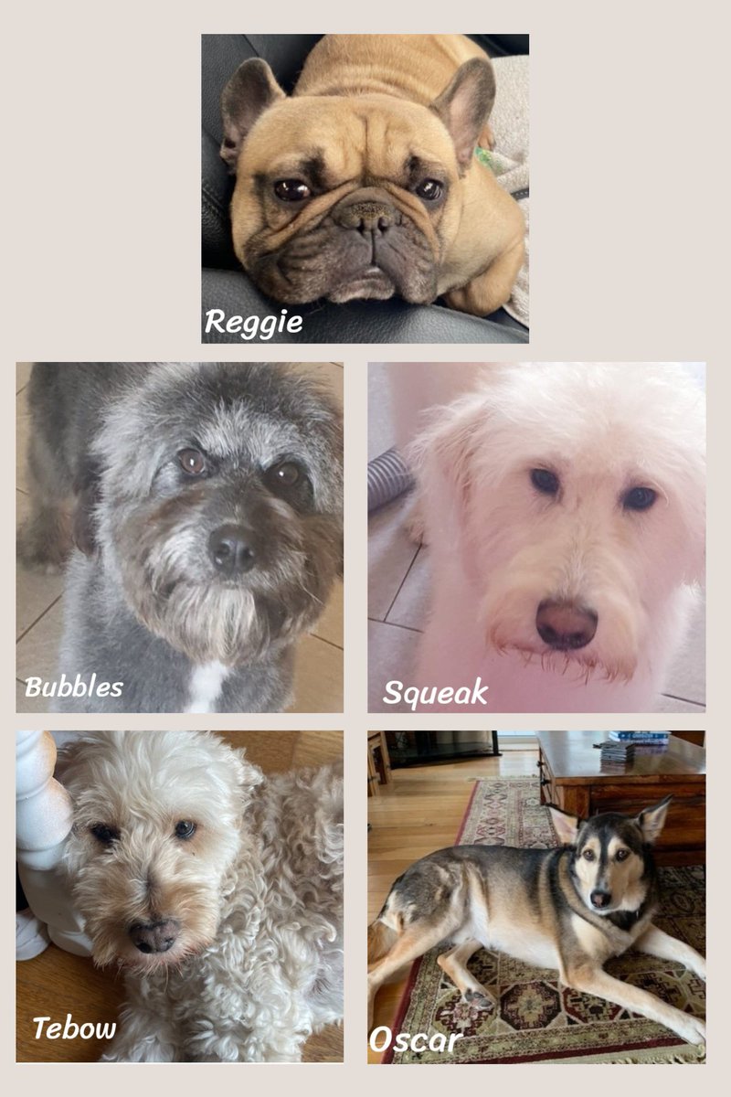🐾 direct from home - 5 dogs looking for new homes🐾

Please read their profiles here 🙏
madra.ie/dog-profiles/
&amp; apply directly through our website🥰

REGGIE - French Bulldog
BUBBLES &amp; SQUEAK - Poodle x siblings
TEBOW - Labradoodle 
OSCAR - Shepard x

#AdoptDontShop #Galway