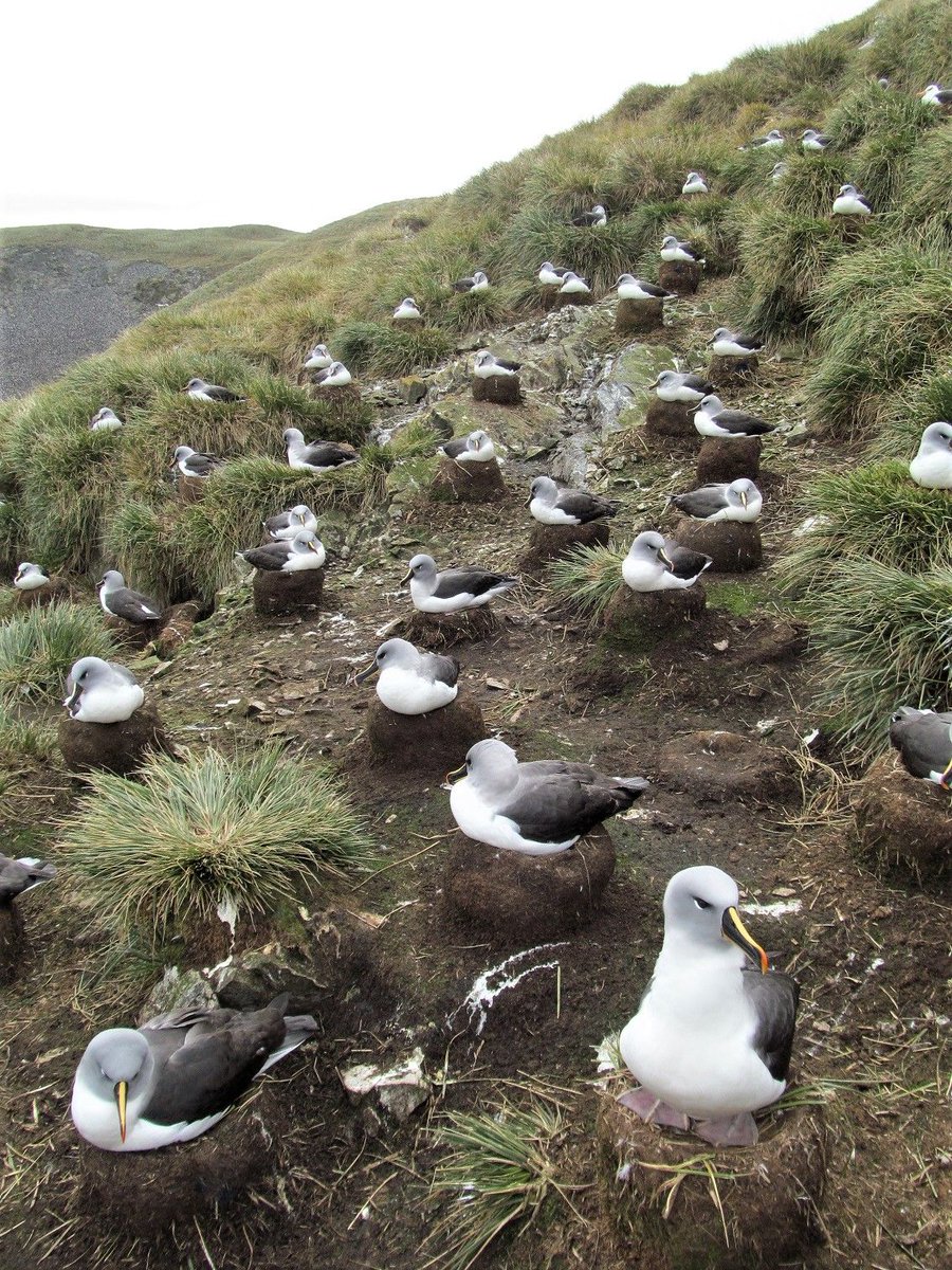 Grey-headed albatrosses usually breed every two years. If a chick is successfully reared in one season, the parents will not reproduce the following year. Even though they do not lay eggs, they may build nests - although these are often poorly constructed. 📸: Alex Dodds
