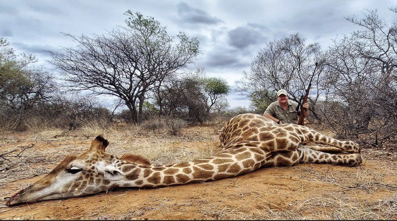 Boeta Henrico (construction foreman, South Africa) killed this giraffe because he was a 'problem' animal. You are the problem, Boeta, not the giraffe. 🤬RT
#BanTrophyHunting 
<a href="/_Pehicc/">PehiccⓋ</a> <a href="/SARA2001NOOR/">Sara✌️💙🍉peaceFOReveryone</a> <a href="/Angelux1111/">Angel</a> <a href="/Gail7175/">WatchDominion.com Ⓥ</a> <a href="/DidiFrench/">Di Dee Ⓥ 🇦🇺 🇺🇦 🌻 🌊</a> <a href="/PeterEgan6/">Peter Egan</a> <a href="/RobRobbEdwards/">Robb Edwards 🌱</a> <a href="/julie_dutto/">Julie Dutto</a>