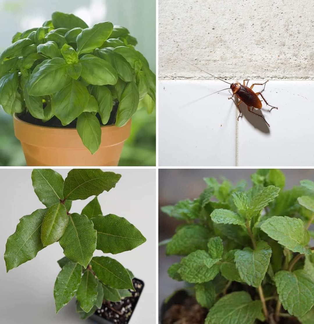 Remed_fey's tweet image. Plant sa yo #Insecte pa pwoche Lakay ou , depi yo la.