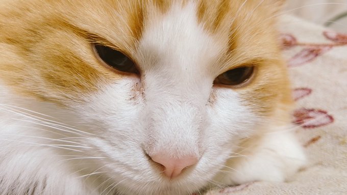 おやすみぽっちゃん 