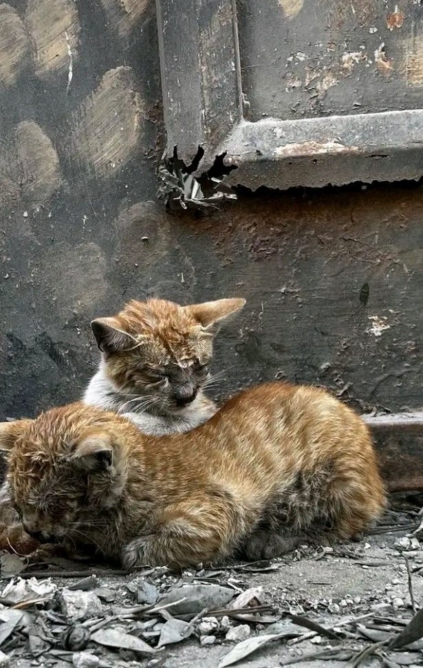 Cutting off social media and the Internet is a great danger to the lives of animals who live in the shelter, who live on the streets, to secure a full food supply for them for a month, provide assistance of $520, be with those animals.
💔🤳paypal.me/doghelp2💔📞