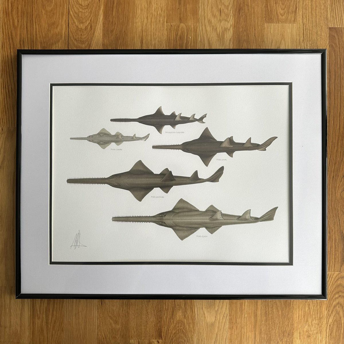 ryancshark's tweet image. Happy to get my hands on this lovely signed #sawfish print by @dando_marc at the #EEA2023 student bursary auction @SharkTrustUK 🦈