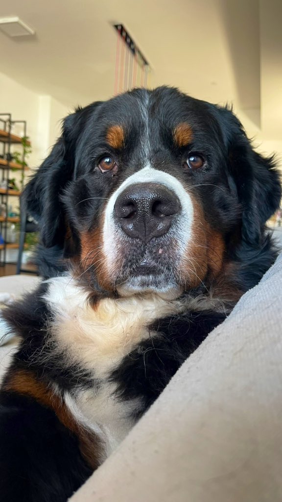 evilrona's tweet image. כל מה שאני רוצה בחיים זה את הנחת רוח של הכלב שלי 🖤🤍🤎 #bernese #bernesemountaindog #BMD