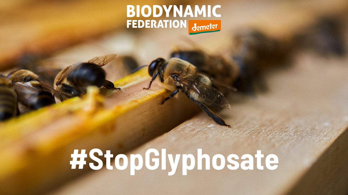 Tomorrow Member states decide on the 10-year #glyphosate renewal proposal. Recent scientific data shows glyphosate herbicides can cause leukaemia in rats, even at EU-deemed safe doses. @vonderleyen, 106 NGOs urge the Commission to #StopGlyphosate! 👉bit.ly/40UwbVT