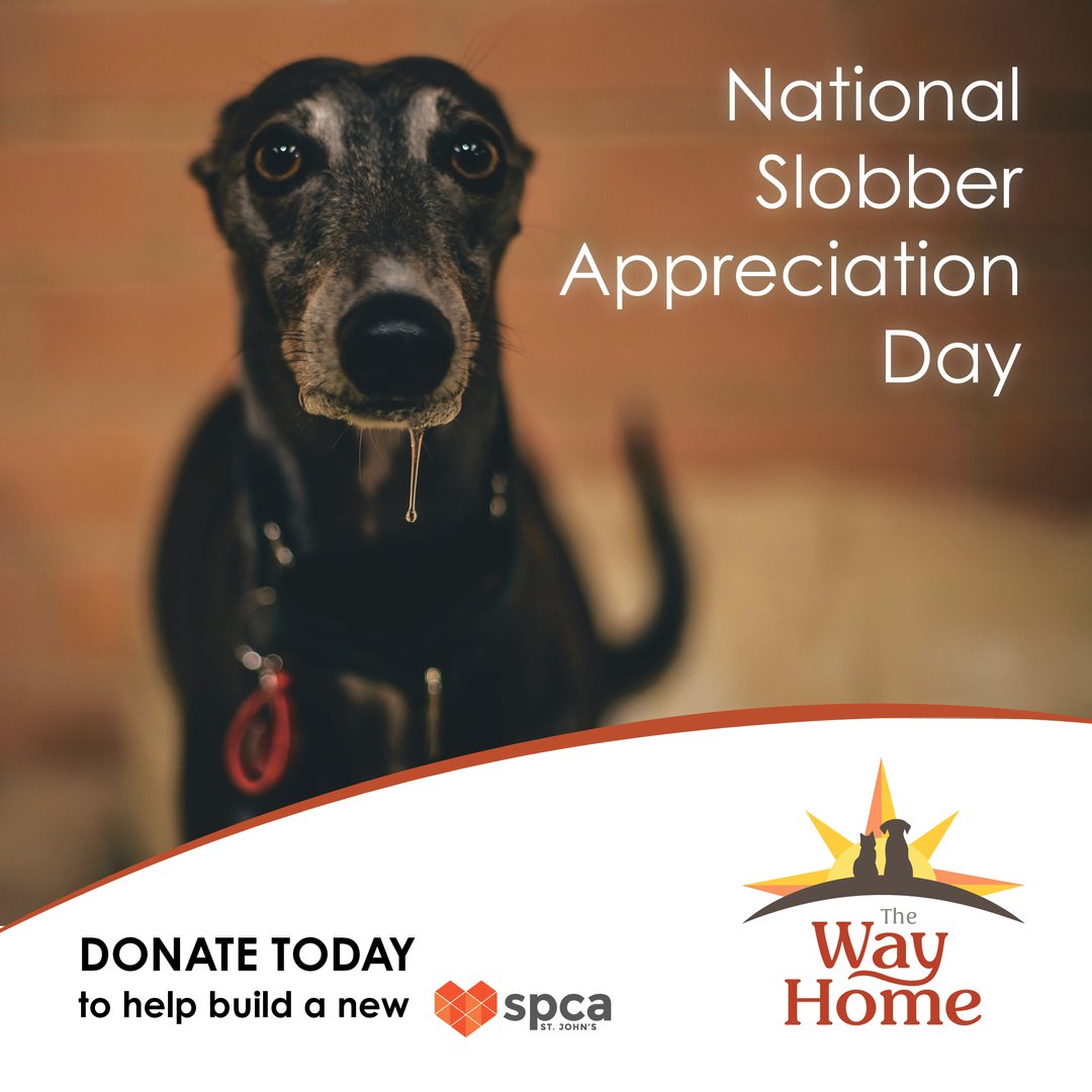 TheWayHomeSpca's tweet photo. Today is #NationalSlobber AppreciationDay. We love our slobbery pups! ❤️ 

Donate today to help build a new SPCA so more sweet and slobbery dogs can find their furever home! 

https://t.co/DmzYP56EBc 

#TheWayHome #SupportSPCA https://t.co/lGuZR7mpyu