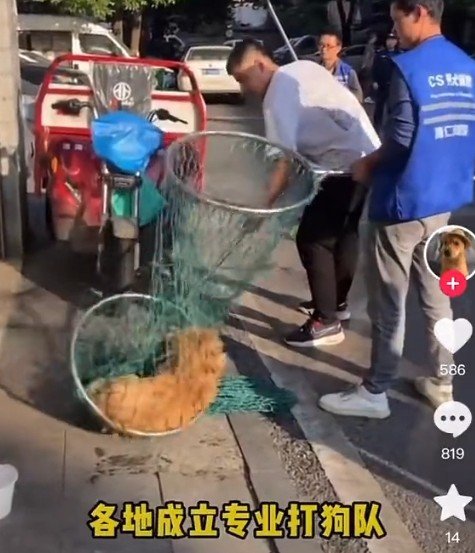 PhaedraXTeddy's tweet image. #NoDogsAllowed in #China, nationwide DogKill ongoing