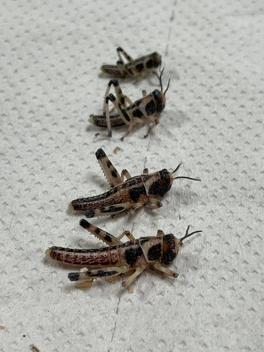 Gatecrashed a level 7 #entomology prac with <a href="/_doctorchris/">Dr. Chris Rogers</a> today. Couldn’t bring myself to do anything with these 4 as it just felt mean 🤣 #cute  🦗 🦗🦗🦗