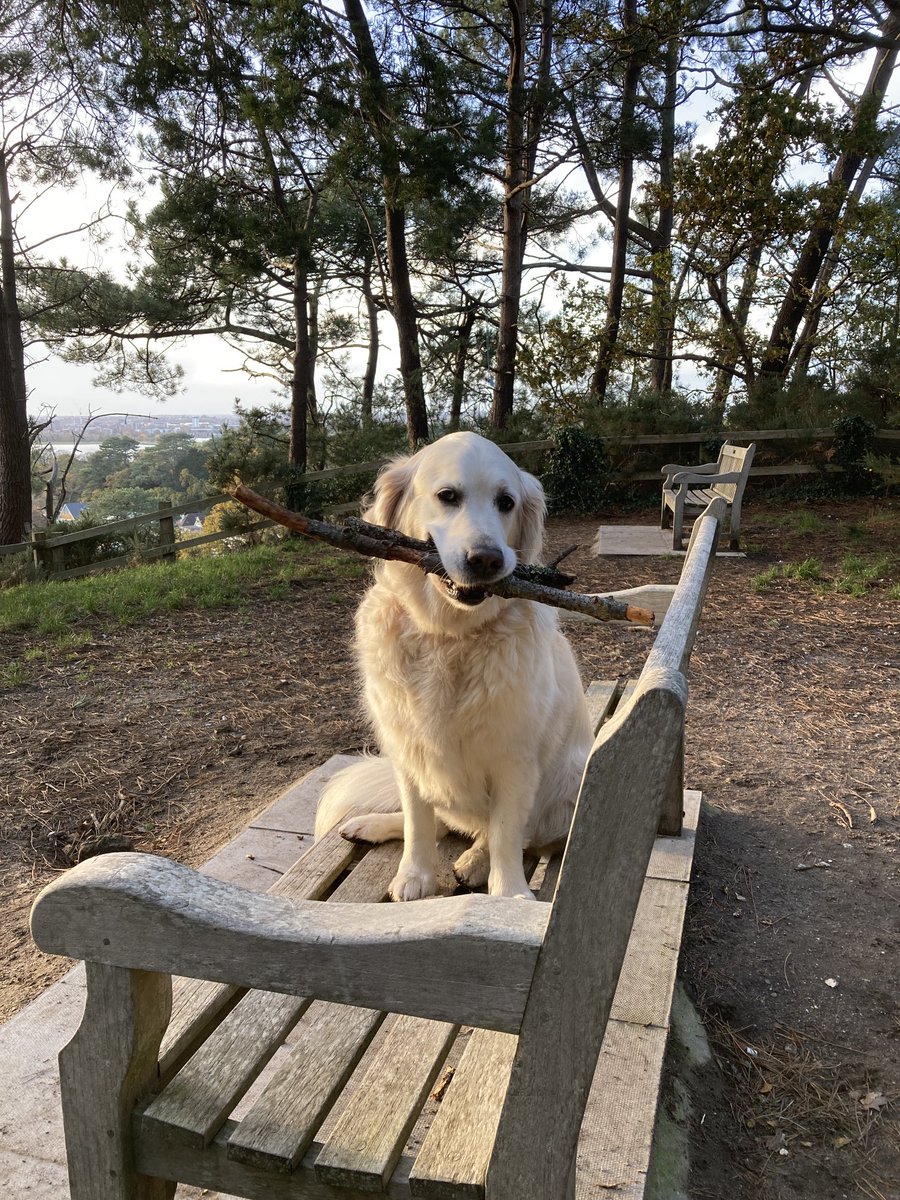 Just a dog carrying two sticks on a bench overlooking #PooleHarbour.  

Nothing to see here. 

Move along now.