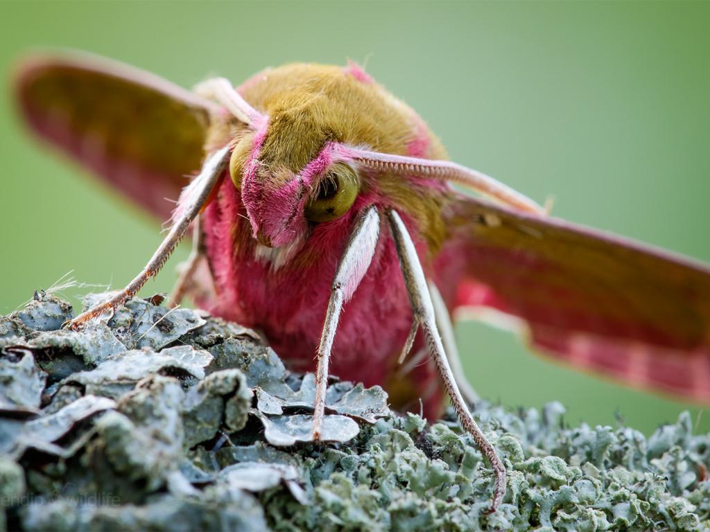 Preston Society of Birdwatching (@prestonnature) on Twitter photo 🆕Talk: Monday 20th November
A Mothing Year by Dave Bickerton
<a href="/BC_Lancs/">Lancs Butterfly Conservation</a> <a href="/savebutterflies/">Butterfly Conservation 🦋</a>
19:30 at St Marys Church, Penwortham PR1 0AH £3 on the door or £25 membership for all this seasons talks and walks 🆕Talk: Monday 20th November
A Mothing Year by Dave Bickerton
<a href="/BC_Lancs/">Lancs Butterfly Conservation</a> <a href="/savebutterflies/">Butterfly Conservation 🦋</a>
19:30 at St Marys Church, Penwortham PR1 0AH £3 on the door or £25 membership for all this seasons talks and walks
