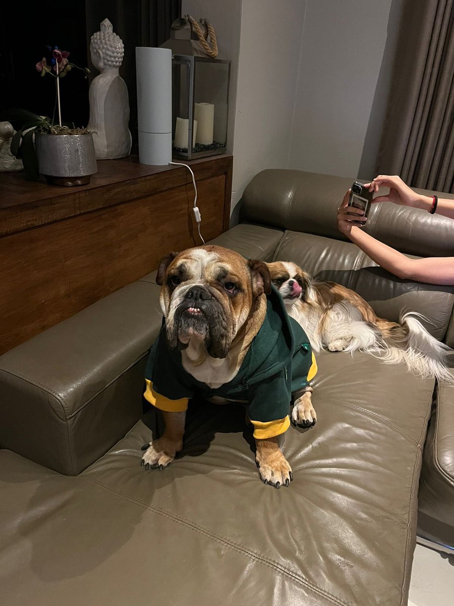 desannaidoo's tweet photo. @RassieRugby My boy is Mr Pickles is jealous 😆 https://t.co/OBiMp8GjxD