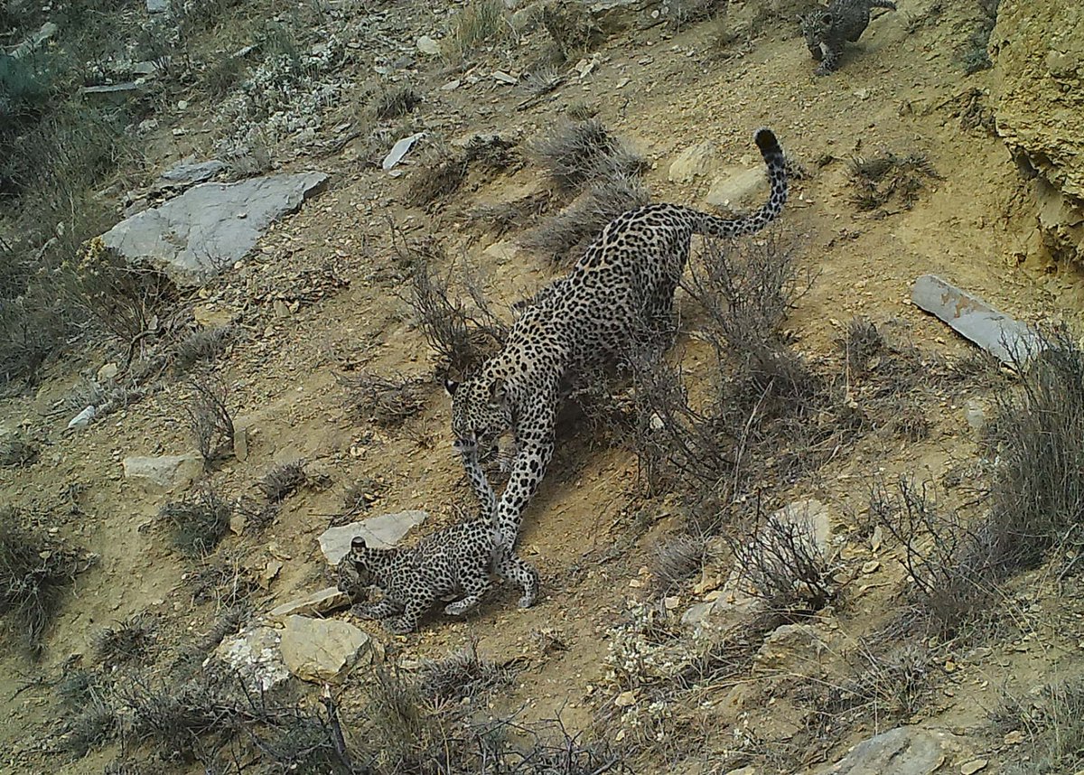PersLeopWG's tweet image. A female Persian leopard named Burla from Nakhchyvan, Azerbaijan. This "super-mom of the Caucasus" gave birth to 6 cubs from 3 litters in 4 years. Leopard recovery in the Caucasus is led by @WWF, and the role of such prolific females is irreplaceable. Credit: WWF-Azerbaijan.