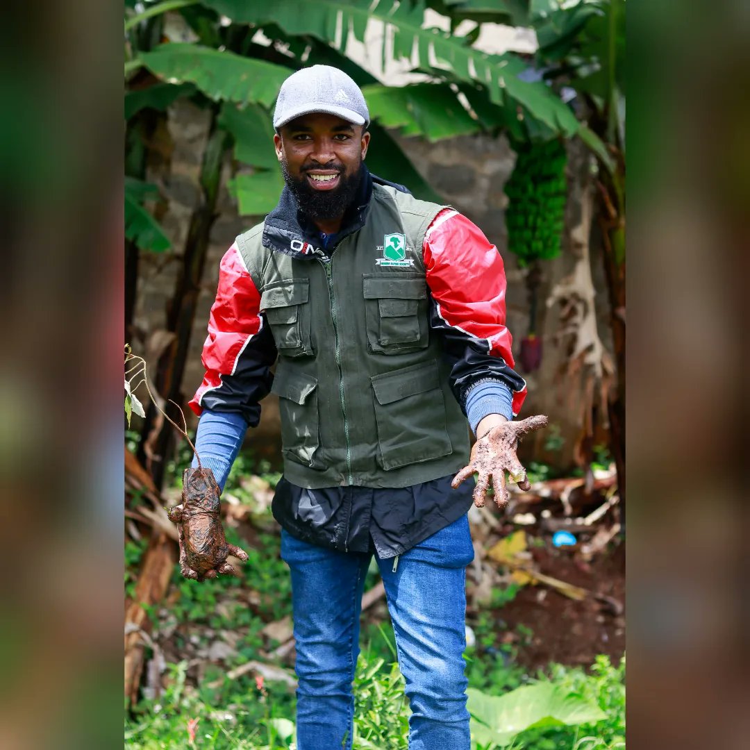 RegentAlpine's tweet image. During Kenya's inaugural National Tree Planting Day where we took part in planting 700 seedlings at the Kileleshwa primary school.