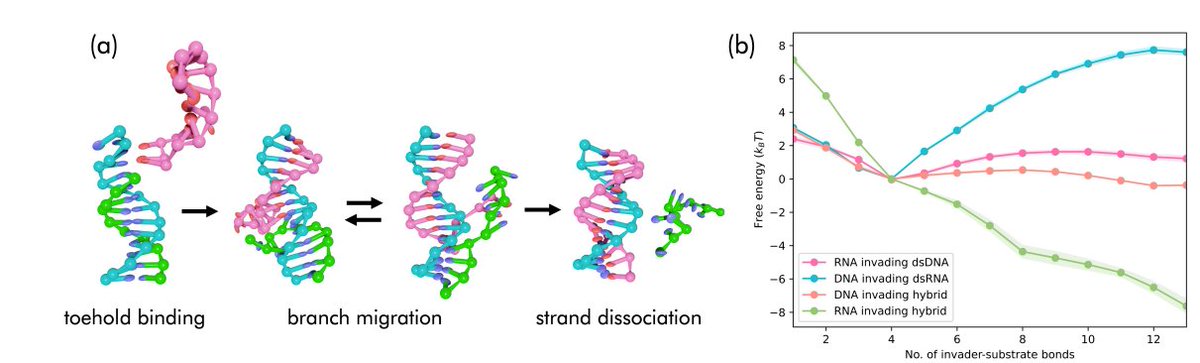 Petr Šulc (@petr_sulc) on Twitter photo We introduce a new model #oxNA: it includes <a href="/ox_DNA/">oxDNA and oxRNA</a> and #oxRNA and supports creation of DNA-RNA hybrids. It reproduces basic structural, mechanical and thermodynamic properties of DNA-RNA hybrid duplexes: arxiv.org/abs/2311.07709
We show its applications to the following🧵1/3: We introduce a new model #oxNA: it includes <a href="/ox_DNA/">oxDNA and oxRNA</a> and #oxRNA and supports creation of DNA-RNA hybrids. It reproduces basic structural, mechanical and thermodynamic properties of DNA-RNA hybrid duplexes: arxiv.org/abs/2311.07709
We show its applications to the following🧵1/3:
