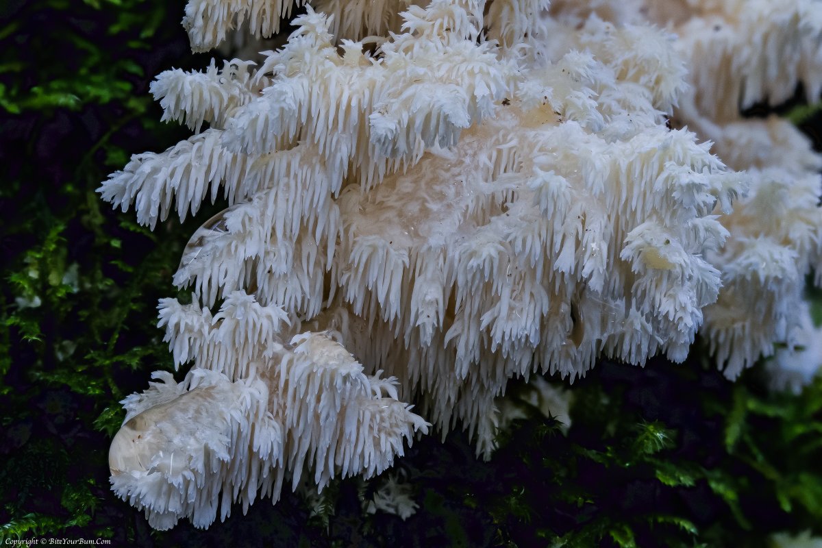 Coral Tooth Fungus (Hericium coralloides) 15 November 2023 South Downs NP Sussex England Specific location will not be disclosed @Britnatureguide @BritMycolSoc @KewMycology @Myco_Mania @ukfungusday @SussexWildlife @iRecordWildlife @NBNAtlas @SouthDownsFans @Ranger_sdnpa