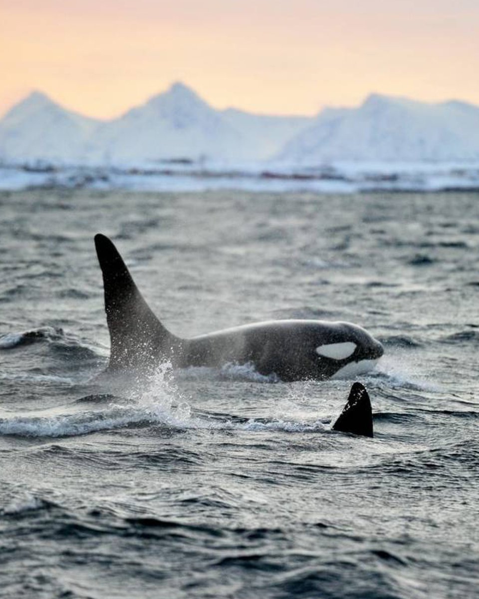 ExploreCookson's tweet image. Some of our favourite adventures over the years have seen guests swimming with orcas and we have a rare opportunity to allow you to do just this in early December.

This recently refitted vessel has superb adventure capabilities and is decked out with luxury interiors.