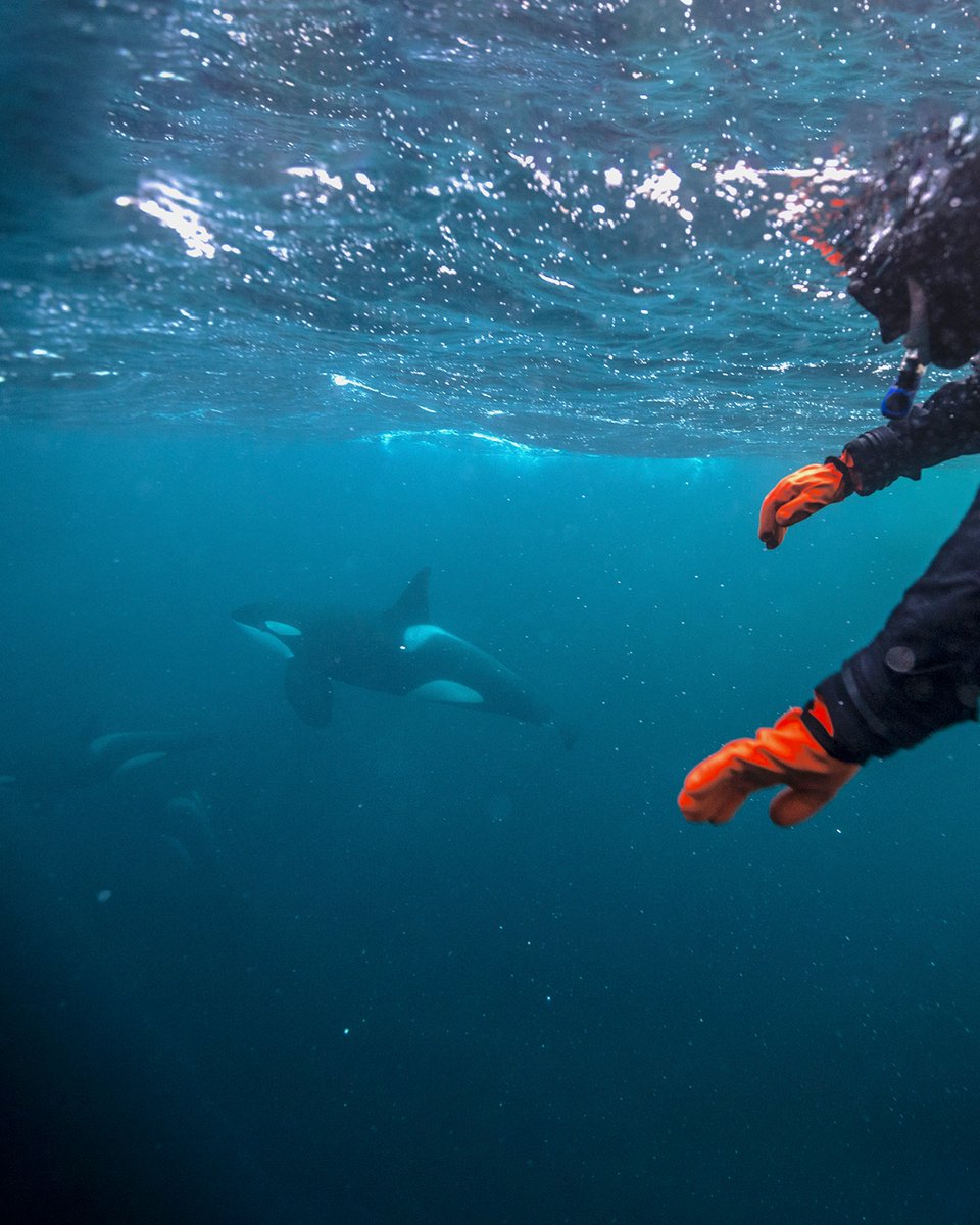 ExploreCookson's tweet image. Some of our favourite adventures over the years have seen guests swimming with orcas and we have a rare opportunity to allow you to do just this in early December.

This recently refitted vessel has superb adventure capabilities and is decked out with luxury interiors.