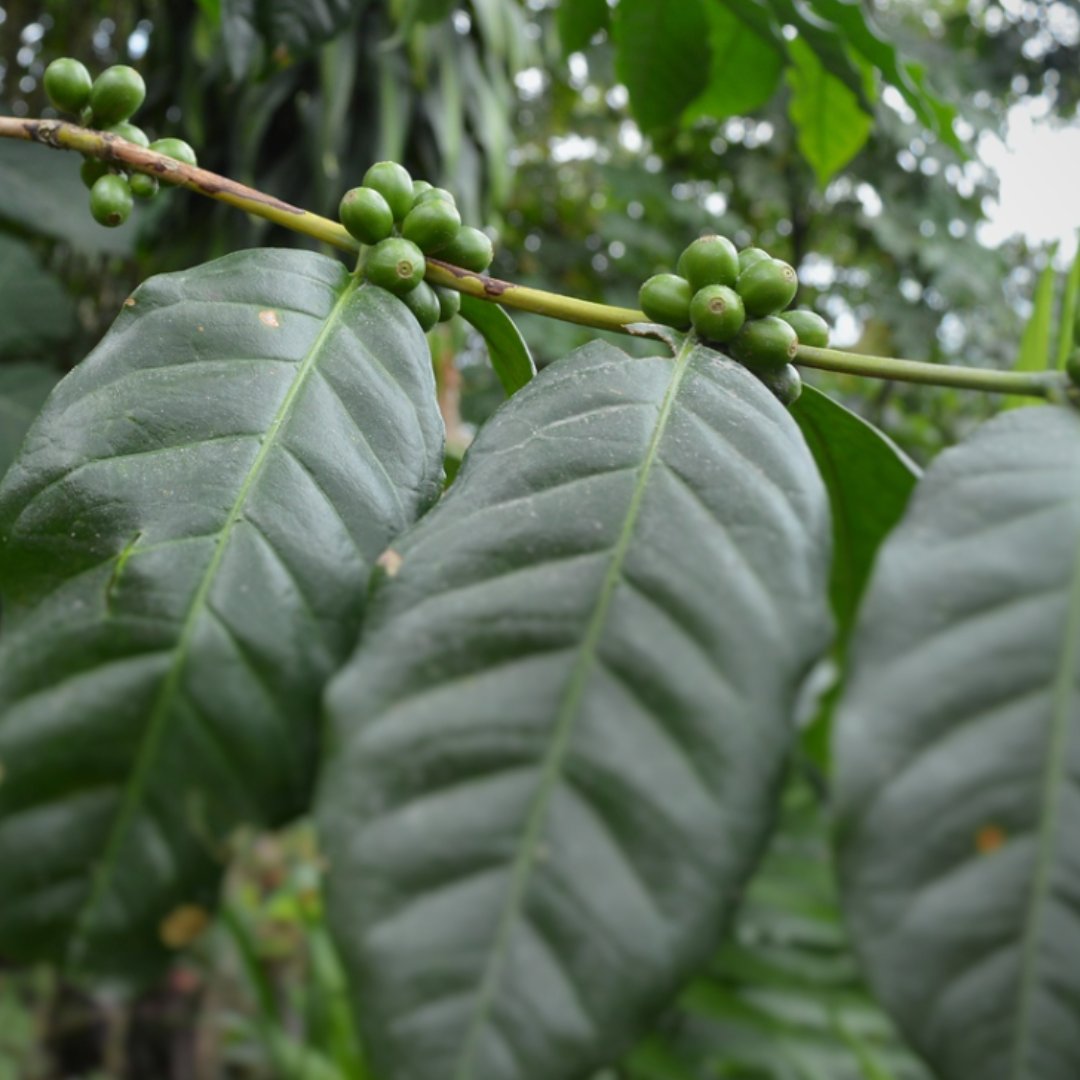 Desert Sun Coffee tweet media