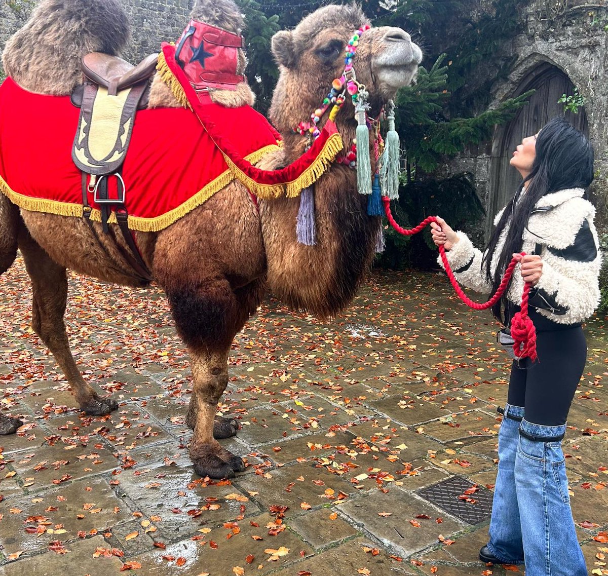 Camel ad. It’s not easy to get a camel to #Lympne. #LympneCastle