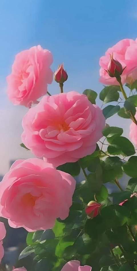 Bonito día 🌹🌹