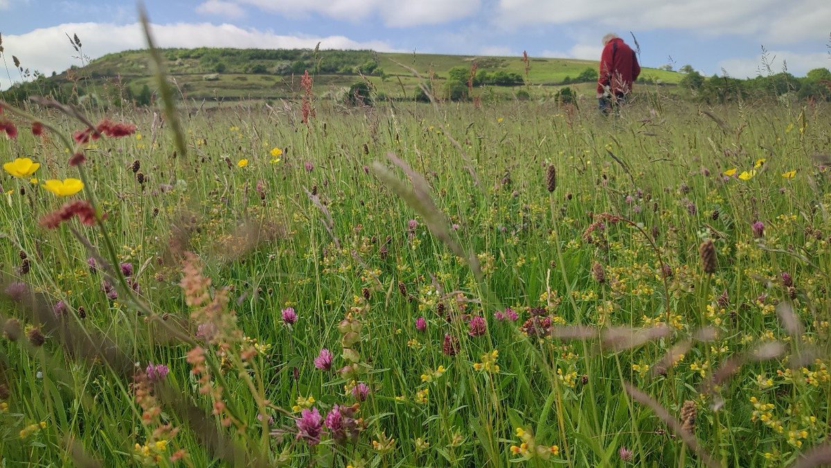 As part of Nature`s Holme, we are hoping to create over 20 hectares of species-rich grassland in the Holme Valley. Species-rich grassland is an important habitat for wildlife and exists because of traditional farming methods. 🔽