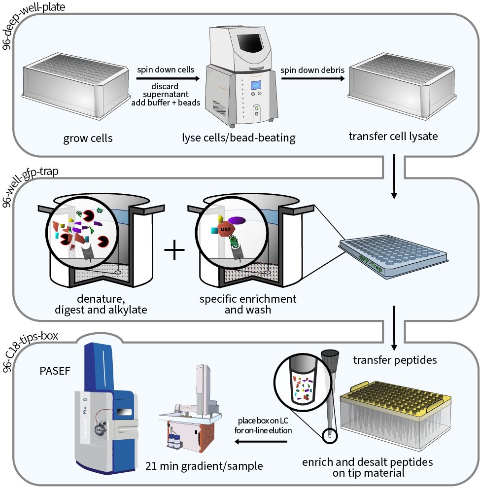 Michaelis_AC's tweet image. Protein interactions are the foundation of functional and healthy cells. We @labs_mann are proud that our work for mapping the cellular yeast #interactome on a global scale is now published @nature.

nature.com/articles/s4158…

yeast-interactome.org

#proteomics #massspectrometry