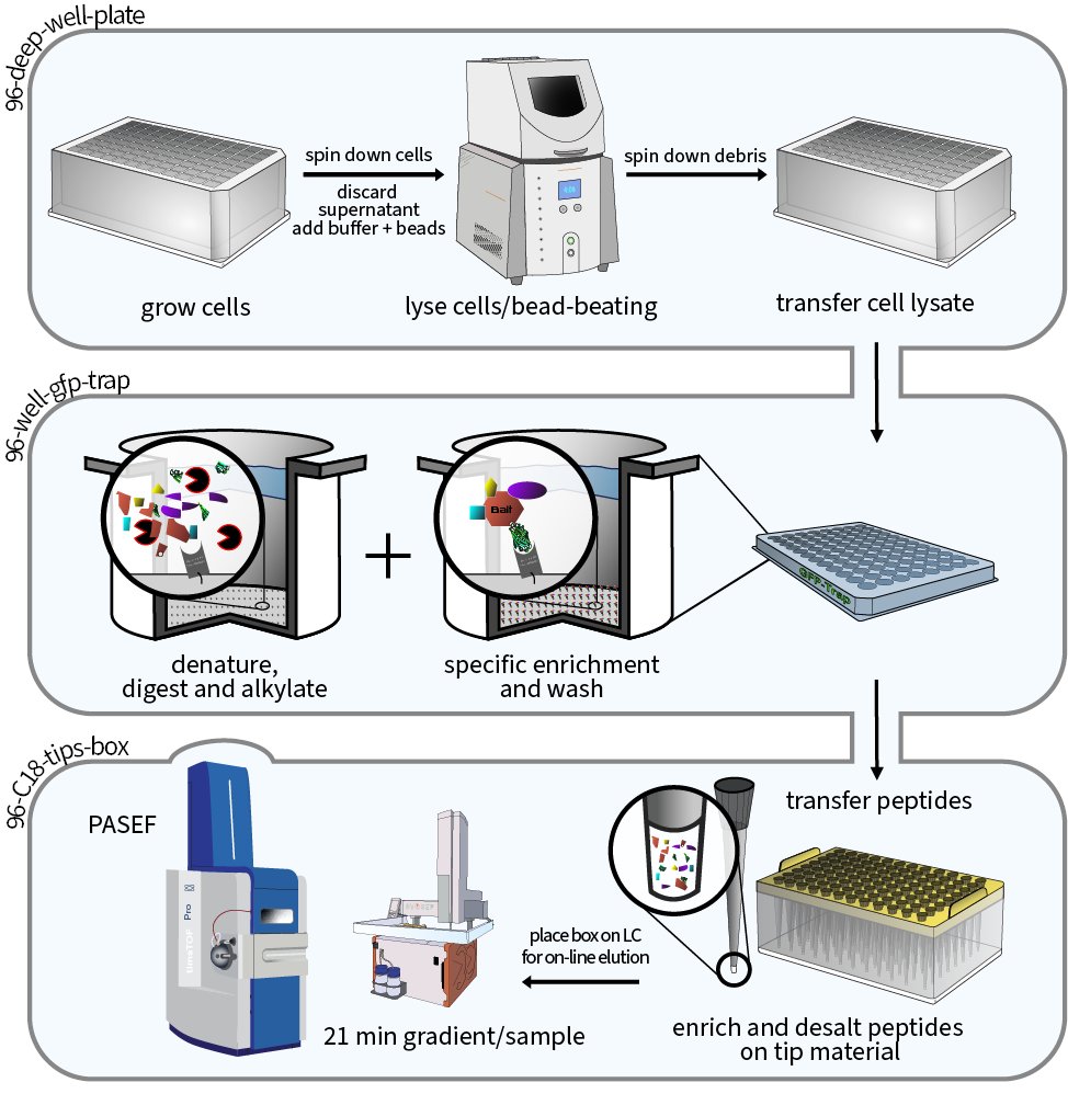 Protein interactions are the foundation of functional and healthy cells. We @labs_mann are proud that our work for mapping the cellular yeast #interactome on a global scale is now published @nature. nature.com/articles/s4158… yeast-interactome.org #proteomics #massspectrometry