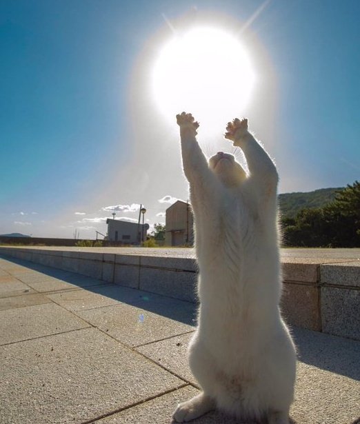 DontShowYourCat's tweet image. FEEL THE ENERGY