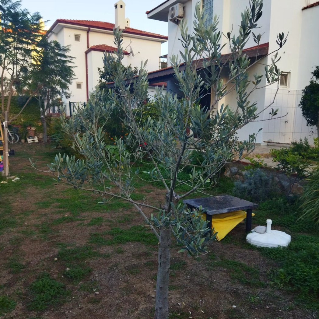 Bir zeytin budamasının daha sonuna  geldik. İşte size gün sonu raporu. Elbette öncesi sonrası. #GardenerAbiDatcada #datca #datça