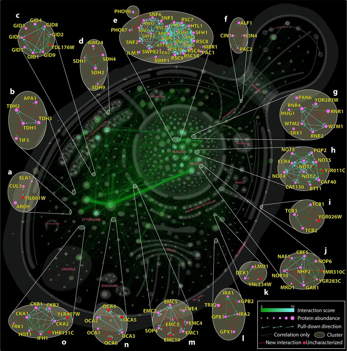 labs_mann's tweet image. Our mapping of the cellular protein #interactome with unprecedented depth is now published @nature. Leaps in robust #proteomics and analytic workflows enabled us to perform over 4.000 pull-downs in yeast unraveling the social and structural aspects leveraging #alphafold multimer.