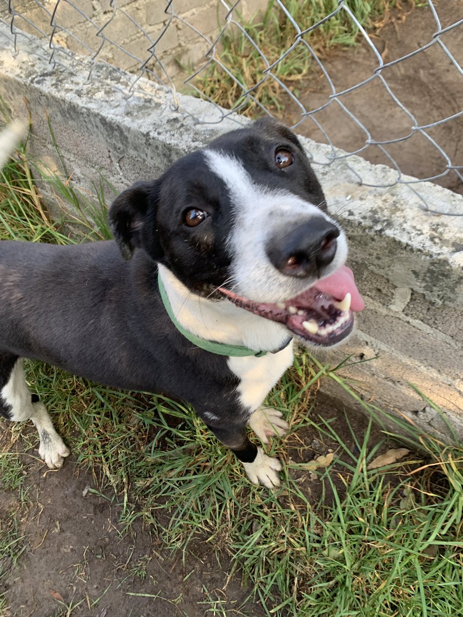 DearDogDiary3's tweet photo. Gael !!! Sonriendo 🥰 https://t.co/bdTxTCv0s6
