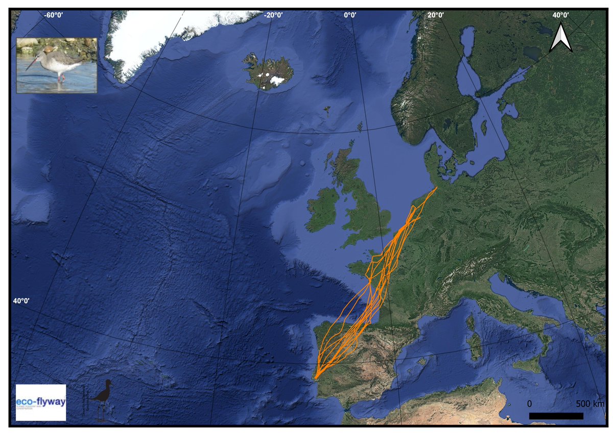 It's a hard job to catch #waders during non-breeding: lots of prep., mud walking & nights without sleeping.. But when you join @ecoflyway team+ enthusiastic Volunteers, the ecological knowledge about mig. #waders increases! Check some mig. movements of birds tagged in #Tagus👇