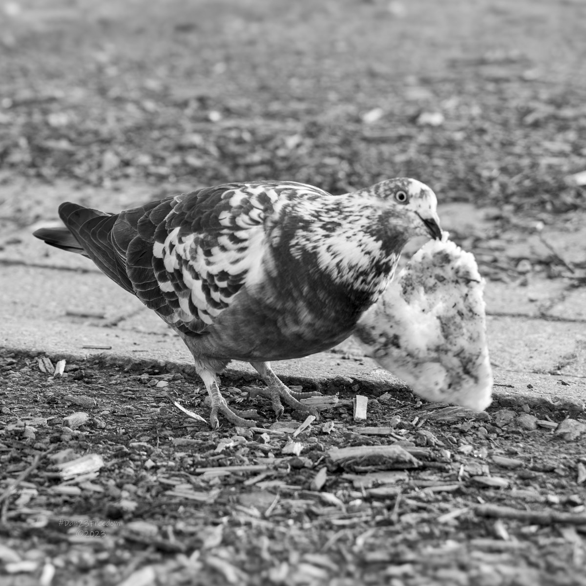 📷 1/350 sec at f/5,6, ISO 640, 75 mm (28-75) #dan23freedom
#monochrome #monochromatic #blackandwhite #birdphotography #birding #birds #birdwatching #birdstagram #instabird #bestbirds #pigeon #pigeonlove #pigeonfan #pigeonlife #taube #pizza
