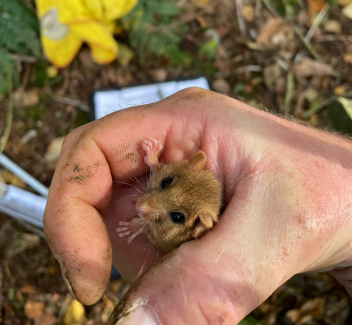 Really special day at work today: this is the first dormouse recorded for three years at Holyford Woods - where we have been surveying for 18 years - and that came hot on the heels of a record number at our second site at Knapp Copse. Nine dormice in total ❤️
