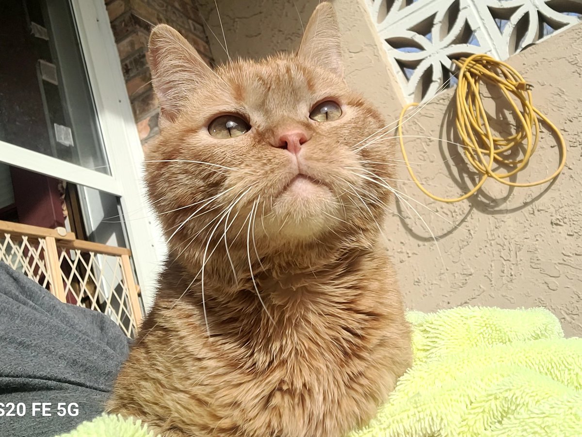lynnslagle42's tweet photo. Pictures from yesterday's sun soak. Louie sat on my lap for about 30 minutes. This was so special to me bc he never sits for more than 5. He absolutely enjoyed the sun and getting brushed. #cerebellarhypoplasia #chlove #wobblykitty #chkitty #louiepatchouliblue #sunsoak #afterbath https://t.co/Ay14HHWnhR