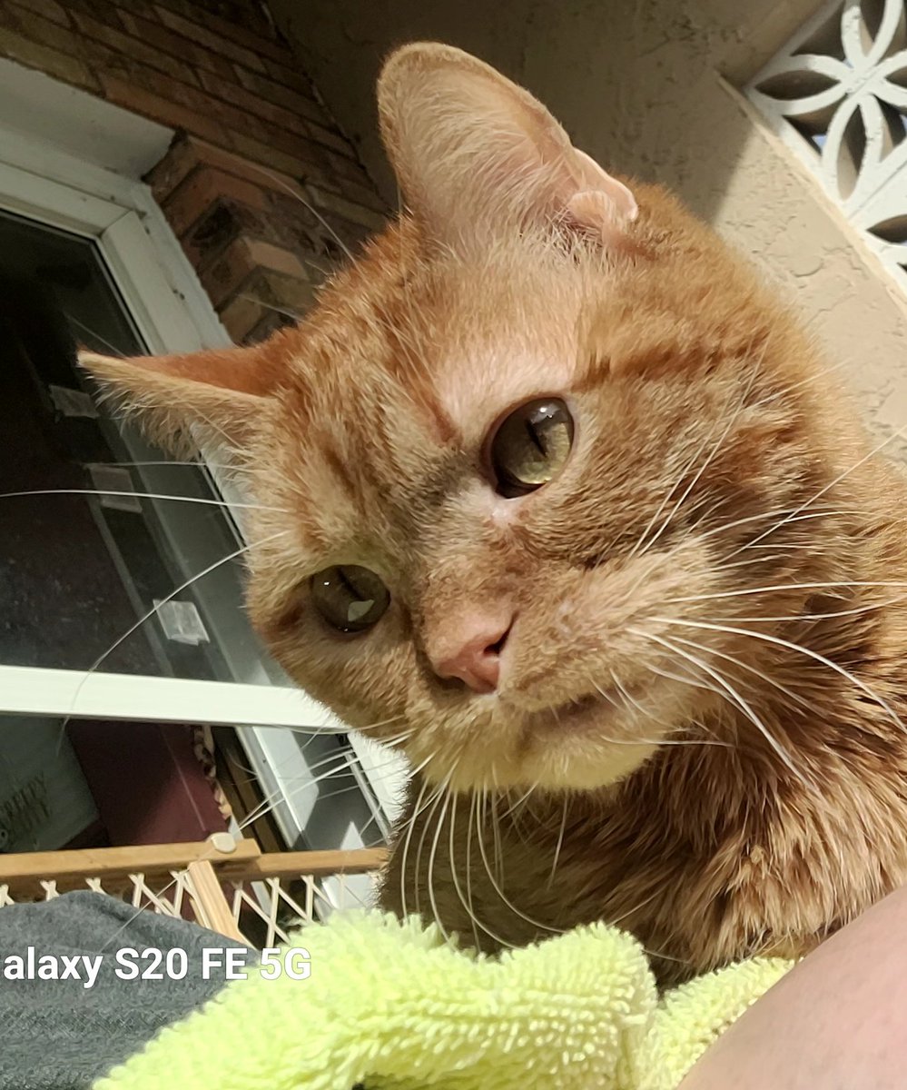 lynnslagle42's tweet photo. Pictures from yesterday's sun soak. Louie sat on my lap for about 30 minutes. This was so special to me bc he never sits for more than 5. He absolutely enjoyed the sun and getting brushed. #cerebellarhypoplasia #chlove #wobblykitty #chkitty #louiepatchouliblue #sunsoak #afterbath https://t.co/Ay14HHWnhR