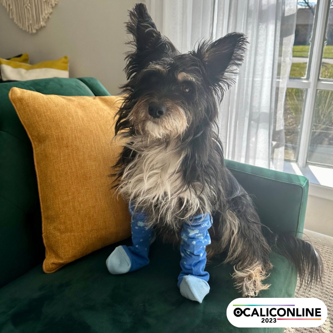 ataem_ocali's tweet photo. Millie is keeping her paws warm with the #OCALICON2023 socks, too!
#PetsOfOCALICON https://t.co/fCdcXg7g0e