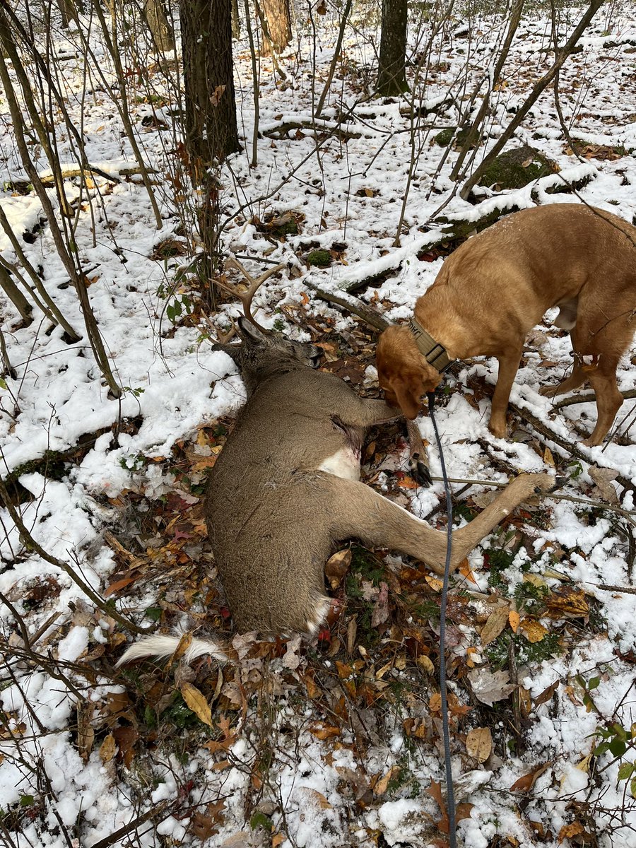 HabidyLodge's tweet photo. Jordan’s shot placement didn’t look bad. An inch can cost you a mile. The bucks reaction told us to leave it over night. After 14.5 hours Jäger took us 356 yards to the bucks 6th &amp; final bed! https://t.co/0bzWjmDIBI