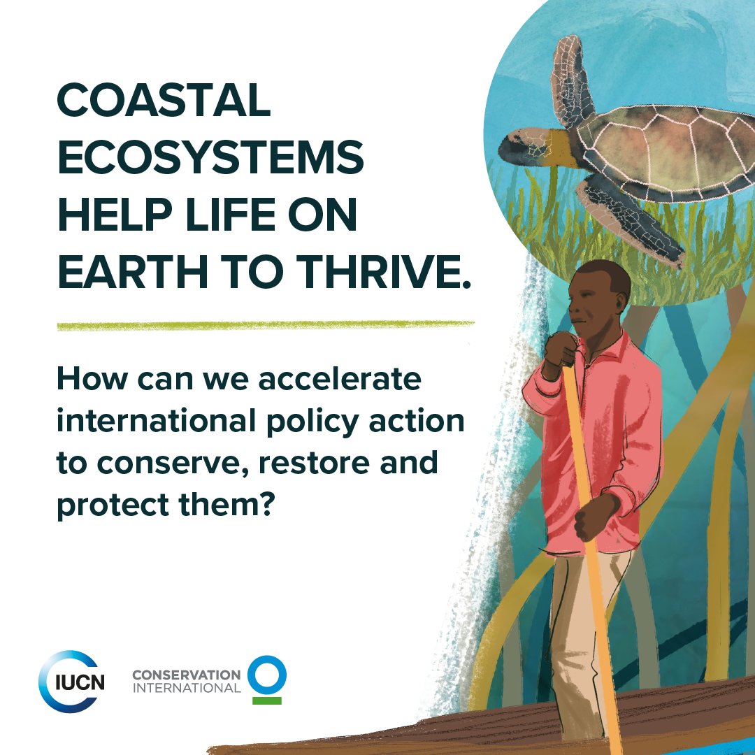 Coastal blue carbon ecosystems are critical for biodiversity, food security, livelihoods and human wellbeing.🌊 Our International Policy Framework for Blue Carbon Ecosystems highlights opportunities for #BlueCarbon action in international policy. ➡️ bit.ly/3Lf69G9