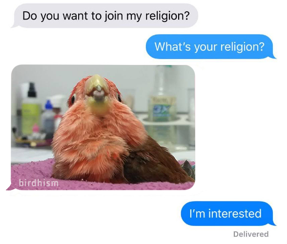 birdhism's tweet photo. 🐦⬛Nov. 15th is HAPPY BIRD DAY! 🐦In honor of Saint Cody's Birthday, your job is to spoil any and all birds to the best of your ability! Do something to make a bird happy today in honor of #DEMCHEEKS. 💖 #happybirdday https://t.co/Dud4ZjtQNe