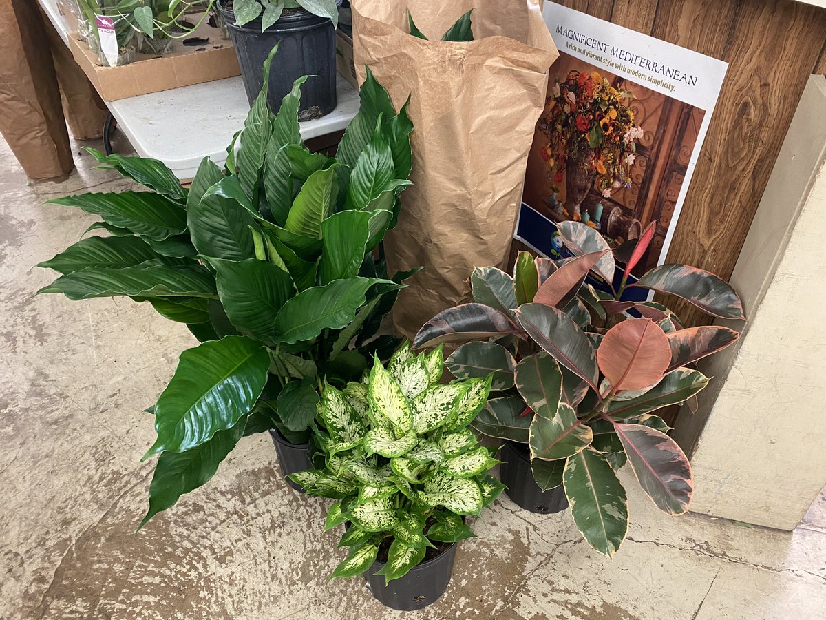 sofloco's tweet image. Tropis @sofloco