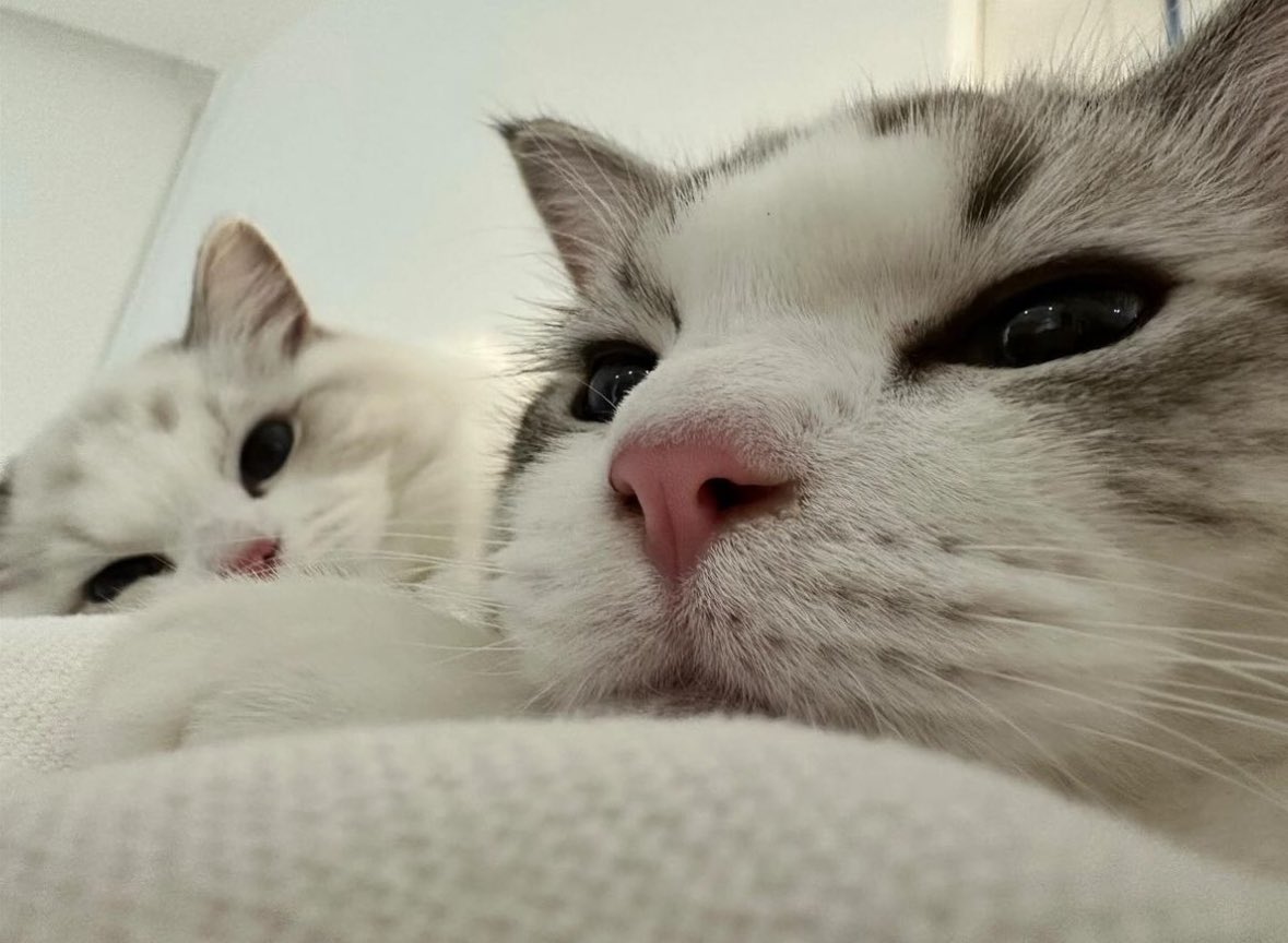 NJMENCT's tweet image. Mayhaps I can count it as one of amusing little things that should be done again everytime I am back home. It feels refreshing as they were pictured by my lens, then left it as a stock in case czennies miss them. Say hello to Lucy and Luna!