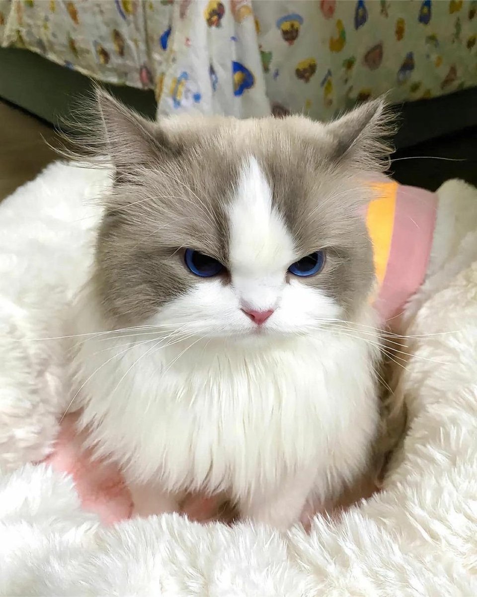 cats with powerful impression 🐾 tweet media