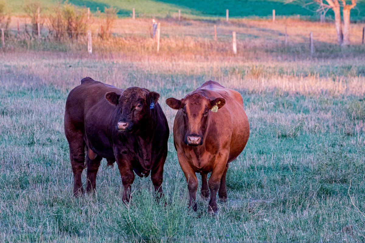 Genetics play a critical role in beef herd management and profitability, yet knowing whether you’re on track is challenging. What tools exist to help producers optimize genetic selection? 
Learn more about defining traits &amp; tracking data to make decisions: beefresearch.ca/blog/beef-herd…