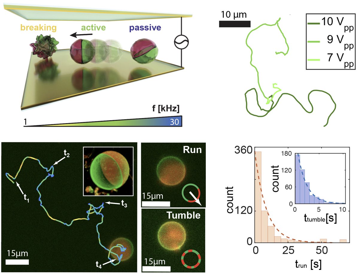 Laura Alvarez (@lauraalvarez_f) on Twitter photo Check our new preprint: "Phase separation dependent active motion of Janus lipid vesicles" 🎉 Our vesicles self-propel, run and tumble! Thanks to Vivien & collaborators🥳 such an amazing adventure!
<a href="/SoftLiv_Cornell/">Laboratory of Soft and Living Materials</a> <a href="/AlexBar90665370/">Alex Baron</a> <a href="/BaretJc/">JCBLab 🇺🇦🕊</a> <a href="/fdmatoz/">Daniel Matoz-Fernandez</a>
arxiv.org/abs/2311.00685 Check our new preprint: "Phase separation dependent active motion of Janus lipid vesicles" 🎉 Our vesicles self-propel, run and tumble! Thanks to Vivien & collaborators🥳 such an amazing adventure!
<a href="/SoftLiv_Cornell/">Laboratory of Soft and Living Materials</a> <a href="/AlexBar90665370/">Alex Baron</a> <a href="/BaretJc/">JCBLab 🇺🇦🕊</a> <a href="/fdmatoz/">Daniel Matoz-Fernandez</a>
arxiv.org/abs/2311.00685