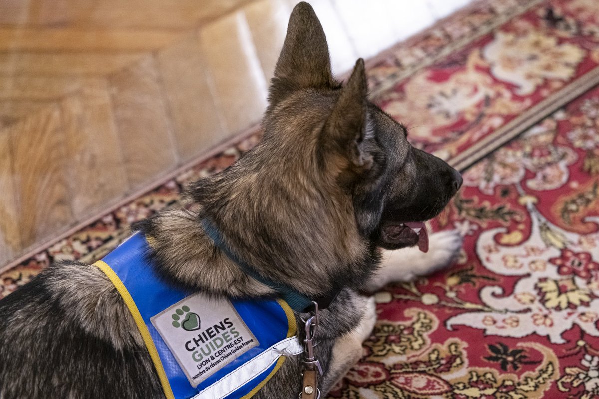 YaelBRAUNPIVET's tweet photo. Parcours de guidage, réalité virtuelle, chiens guides : en amont de la semaine européenne de l’accès à l’emploi des personnes handicapées, l’@AssembleeNat ouvre ses portes pour sensibiliser les députés et le personnel de l’institution aux déficiences visuelles. #inclusion https://t.co/cRUvyzcWkb