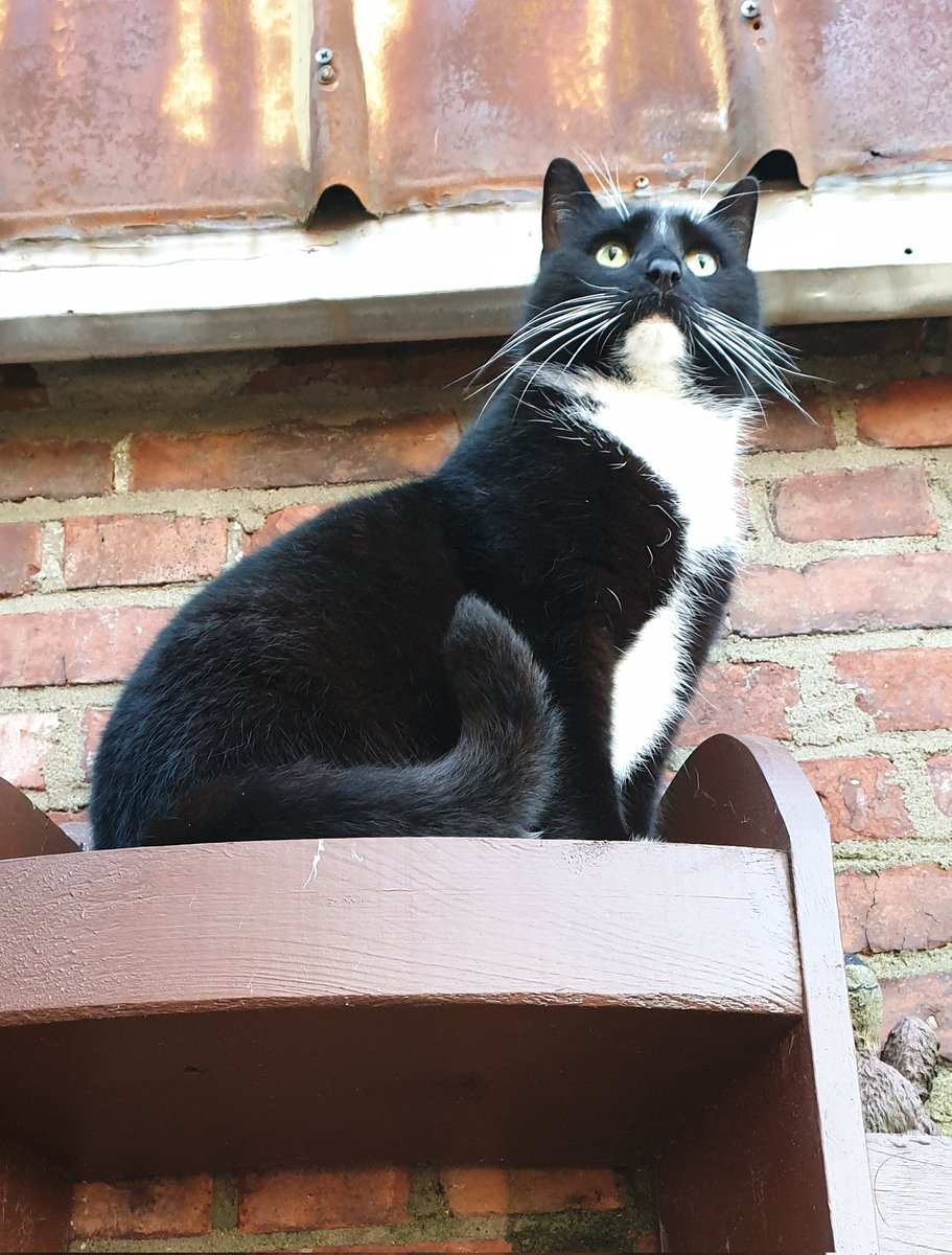 Er hatte immer alles im Blick, lief einem immer vor die Füße, war entweder süss oder rotzefrech zu seiner Schwester, hatte oft Zoff mit anderen Katzen, hatte suuuper viel zu erzählen und hatte ein feines Gespür. Und vieles mehr...