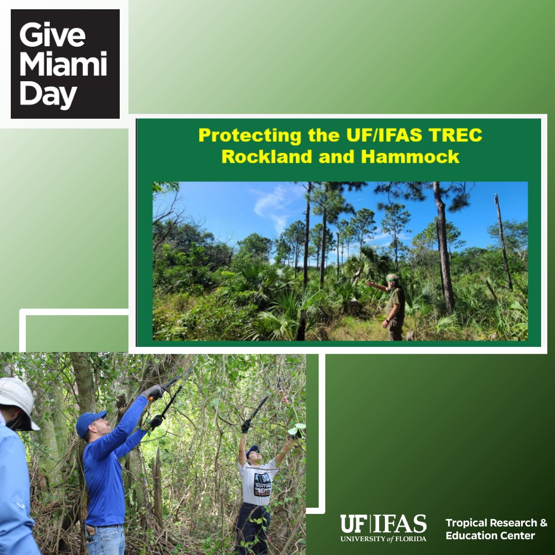 DYK that the Pine Rockland is an endemic habitat unique to south Florida. 
Donate to us on this #GiveMiamiDay so we can continue our research on the stewardship of the Pine Rockland throughout Miami-Dade County. 
givemiamiday.org/story/Ifastrec