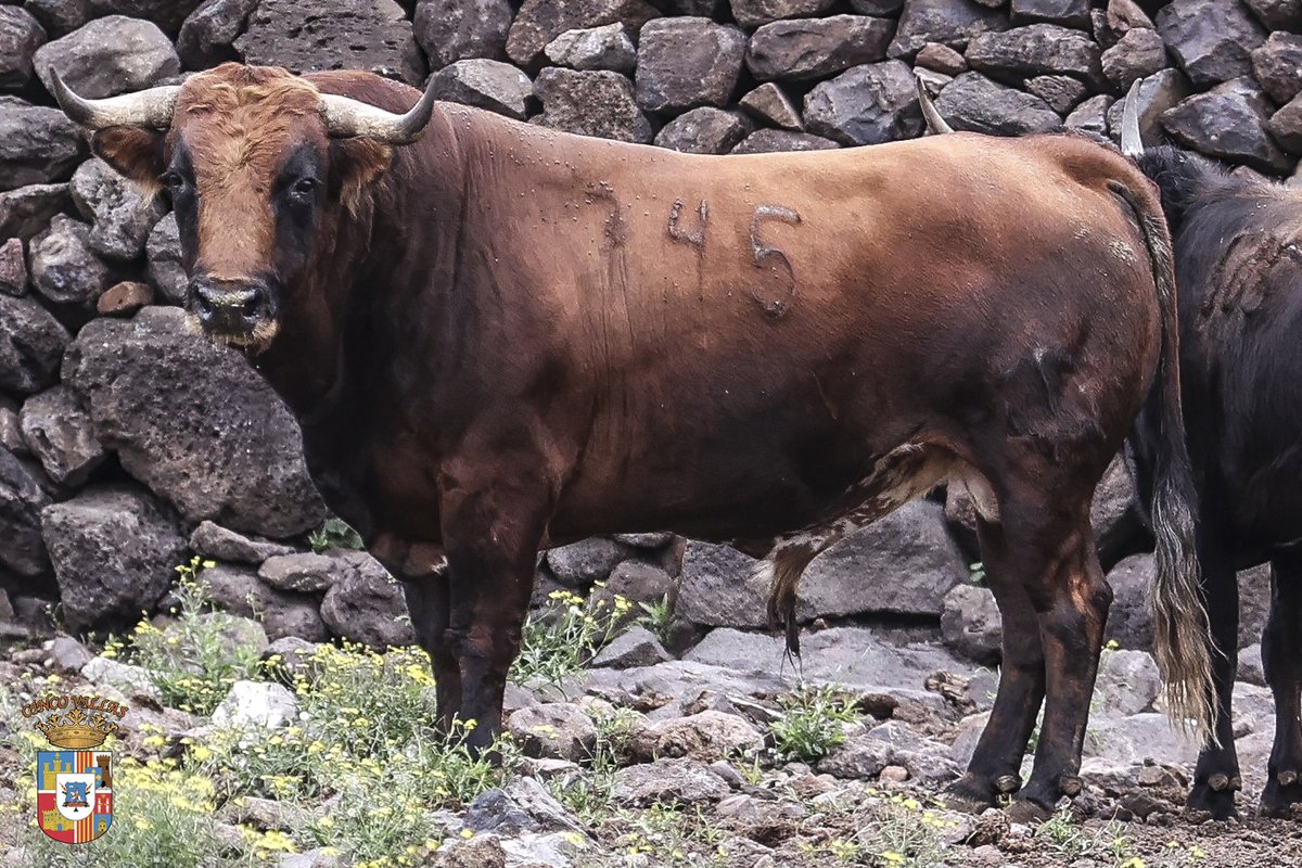 CincoVillasMex's tweet photo. 🐂Toro #745, Castaño ojalado bocidorado bragado rabicano CORNIPASO.

🐂Toro #777, Cárdeno bragado CORNALON.

🐂Toro #771, Cárdeno nevado bragado meano coletero caribello gargantillo Bien puesto.

🐂Toro #729, Negro Girón caribello CAPACHO. https://t.co/Dfv0ARRLRD